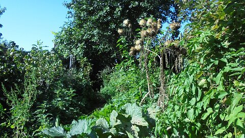 Vlaams Lekker Bos 2023: 160m2 wild voedselbos en voedseltuin - tussenstand 2023-11-06 - Backup link bovenaan de descriptie