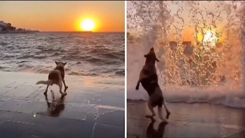 Dog playing with the sea water