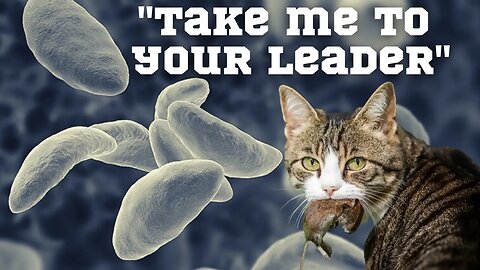 This Cat Parasite Could be the Key to Success