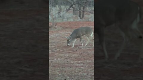 How OLD do you think this Buck is? #deer #deerhunting #biology #hunting #shorts