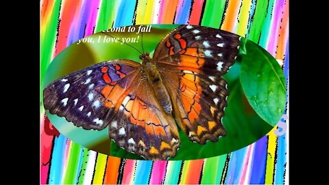 The caterpillar takes one year to become a beautiful butterfly... I love you! [Quotes and Poems]