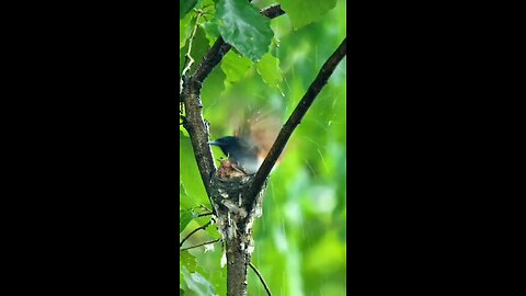 Beautiful Birds