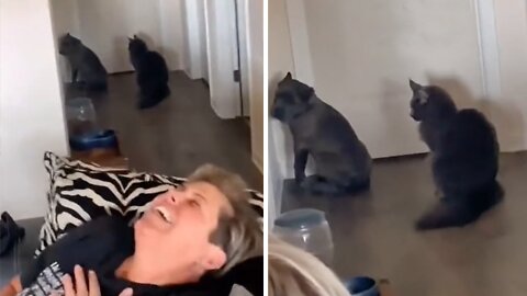 Cat puts cane corso puppy in time out