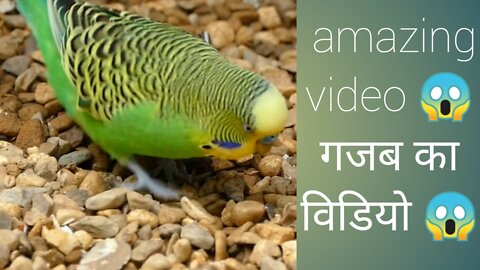 amazing video bird 🐦🕊️