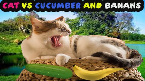 Cat vs Cucumber and Banans