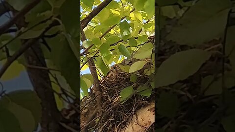 BIRD ON EGG IN NEST ATOP TREE UPON EARTH AMID THE MILKY WAY GALAXY