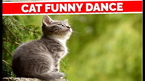 cat funny dance 😂