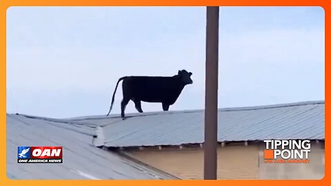 Cow Defeats 'Sloped Roof' Argument of Secret Service Director | TIPPING POINT 🟧