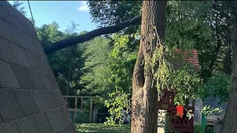 Felled tree flattens playhouse