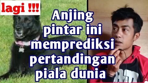 Lagi! Anjing pintar ini kembali memprediksi pertandingan piala dunia 2022 Senegal vs Belanda