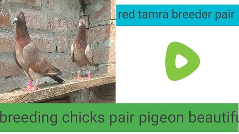 Lakha tamra breeder pair pigeon beautiful