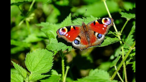 Butterflies Flying in Slow Motion HD - Houston Butterfly !