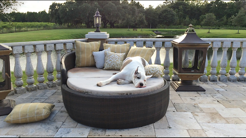 Max the Great Dane Having Fun on a Lounger