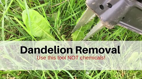 Dandelion Removal: Use this tool NOT chemicals