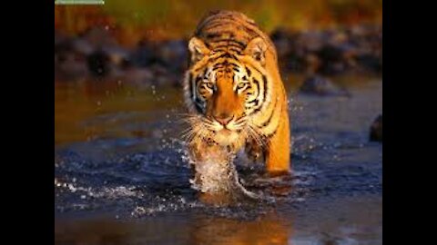 👑The Indian tiger The Royal Bengal Tiger is the king of tigers in the world👑