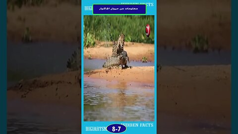 معلومات هن حيوان الجاكور 7 8