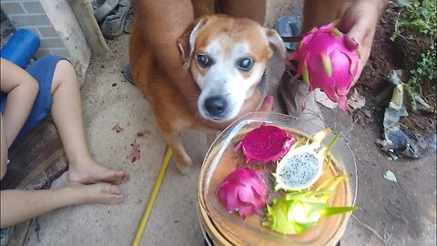 cachorro Bob diabético comendo pitaya