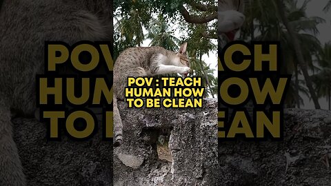 POV : Teaching human how to be clean