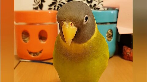 Sassy parrot sings while strutting down the catwalk