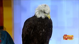 Xtreme Raptor Day at Schlitz Audubon Nature Center