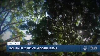 Hobe Sound Tree Canopies