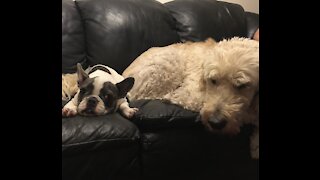 French Bulldog Puppy meets Goldendoodle