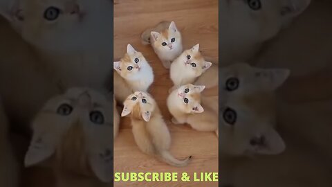 Baby Cats - Cute and Funny Cat Videos Compilation