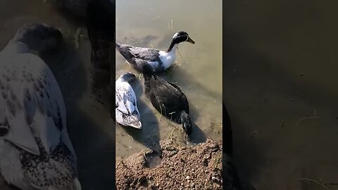 Ducks at pond