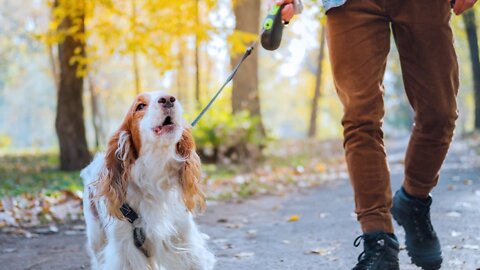 Dog training of command