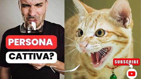 Come i Gatti capiscono se una Persona è CATTIVA