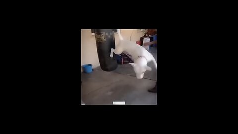 Shorts funny video animal