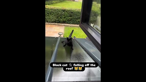 Black cat 🐈‍⬛ falling off roof 😹