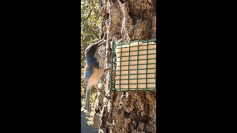 California Scrub-Jay 🐦Oak Tree Suet Nibble