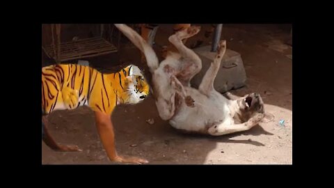 Funny Pranks Tiger Prank Dog