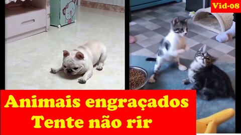 Animais engraçados Tente não rir - Vídeo 08