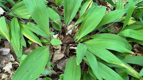 Foraging Wild Leeks- Part 2