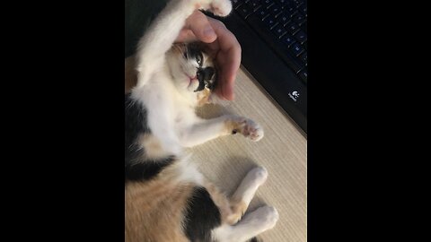 Funny kitten playing with her favorite toy