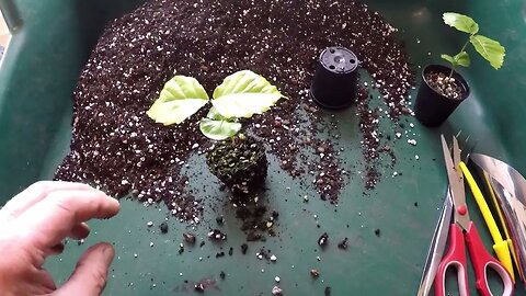 Quick catch up and re pot of early germinated tree seedlings