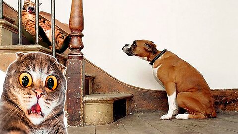 The funniest animals / A selection of jokes with cats and dogs 😺🐶