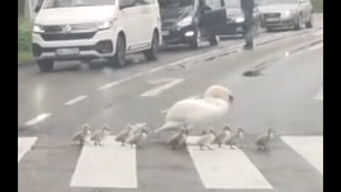 swan crossing the street