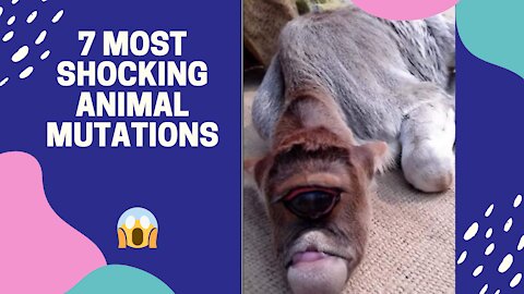 7 MOST SHOCKING ANIMAL MUTATIONS