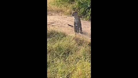 Leopard spying up 👀