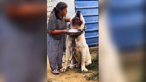 Monster Alabai Central Asian Shepherd Dog 👀