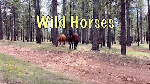 Wild Horses on Mogollon Rim