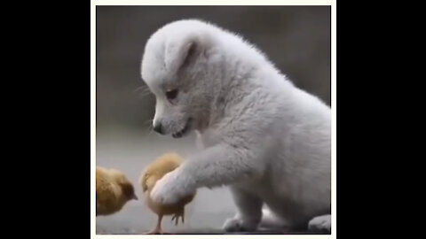 Funny Dog #006 - Cute Small Puppy playing with chicks