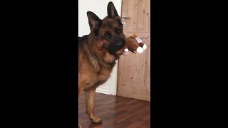 German Shepherd has priceless reaction to crying puppies