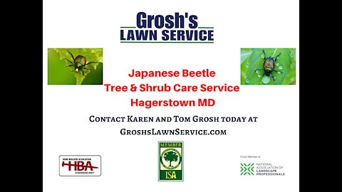 Japanese Beetles Hagerstown MD Tree Shrub Care