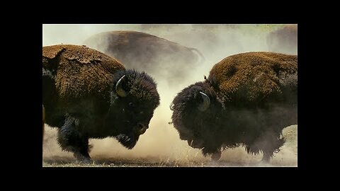 Bison Fight for Mating Rights | BBC Earth