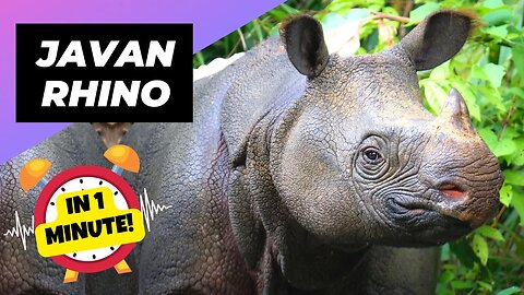 Javan Rhino - In 1 Minute! 🦏 The Rare Beauty Of Indonesia | 1 Minute Animals