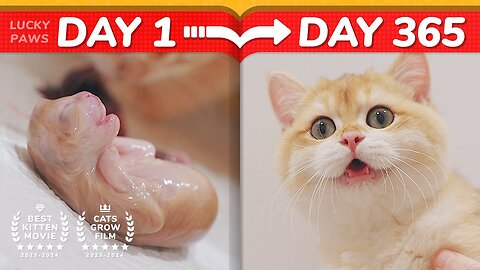 how cat grow 0-365 dAYS